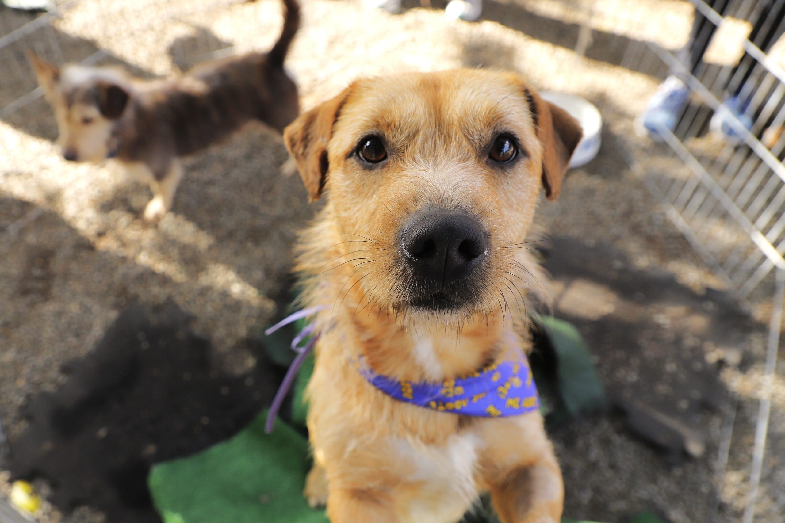 Agendamento para castração de pets será aberto no dia 3 de setembro  