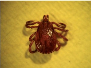 Barueri alerta que os cuidados contra a febre maculosa devem ser constantes 