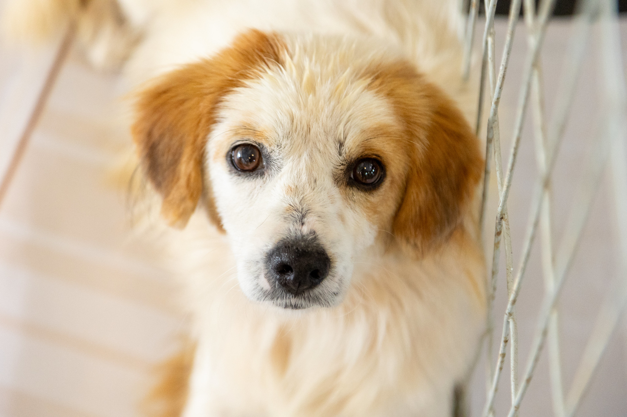 Itapevi promove feira de adoção de cães e gatos no Ita Shopping Centro