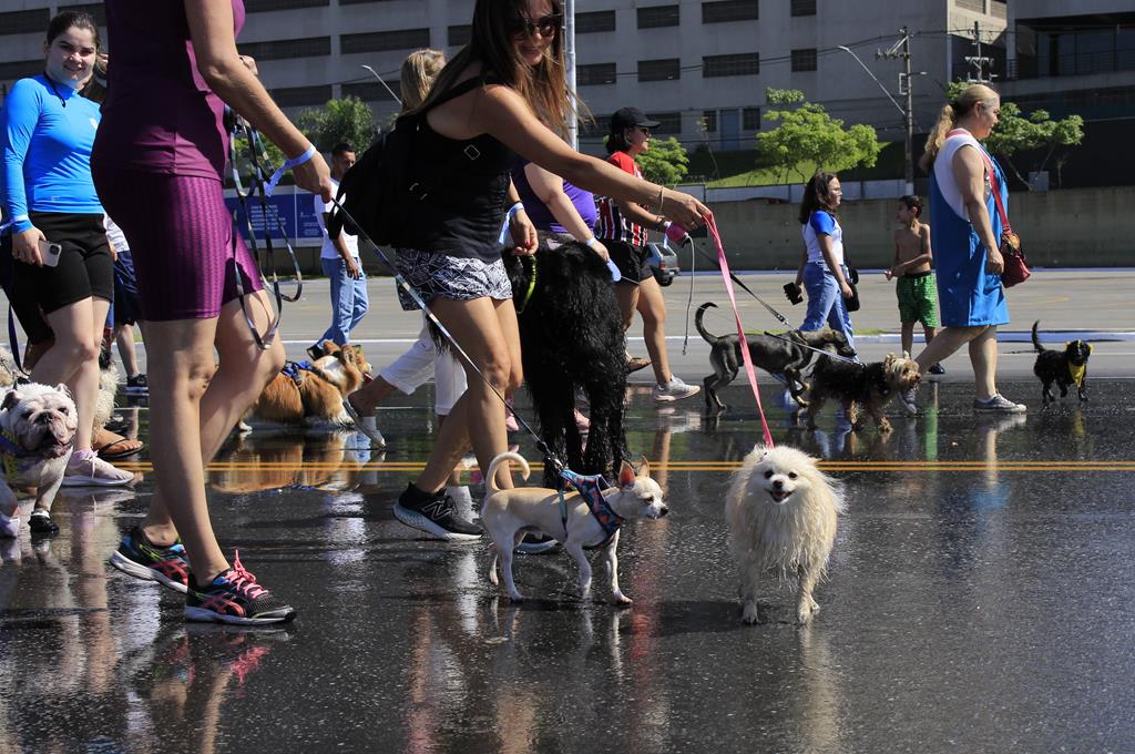 Cãominhada em Barueri acontece no sábado, dia 7 de março