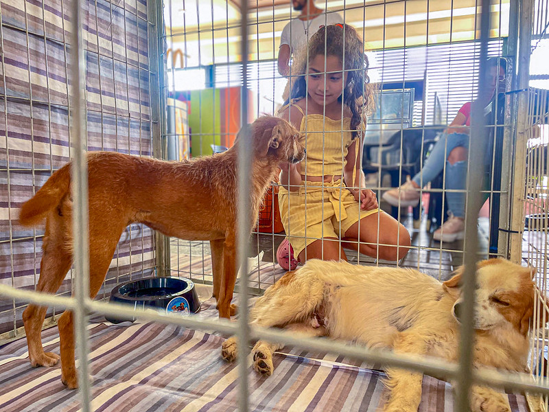 Feira de adoção de cães e gatos acontece no Ita Shopping Centro no sábado (11)