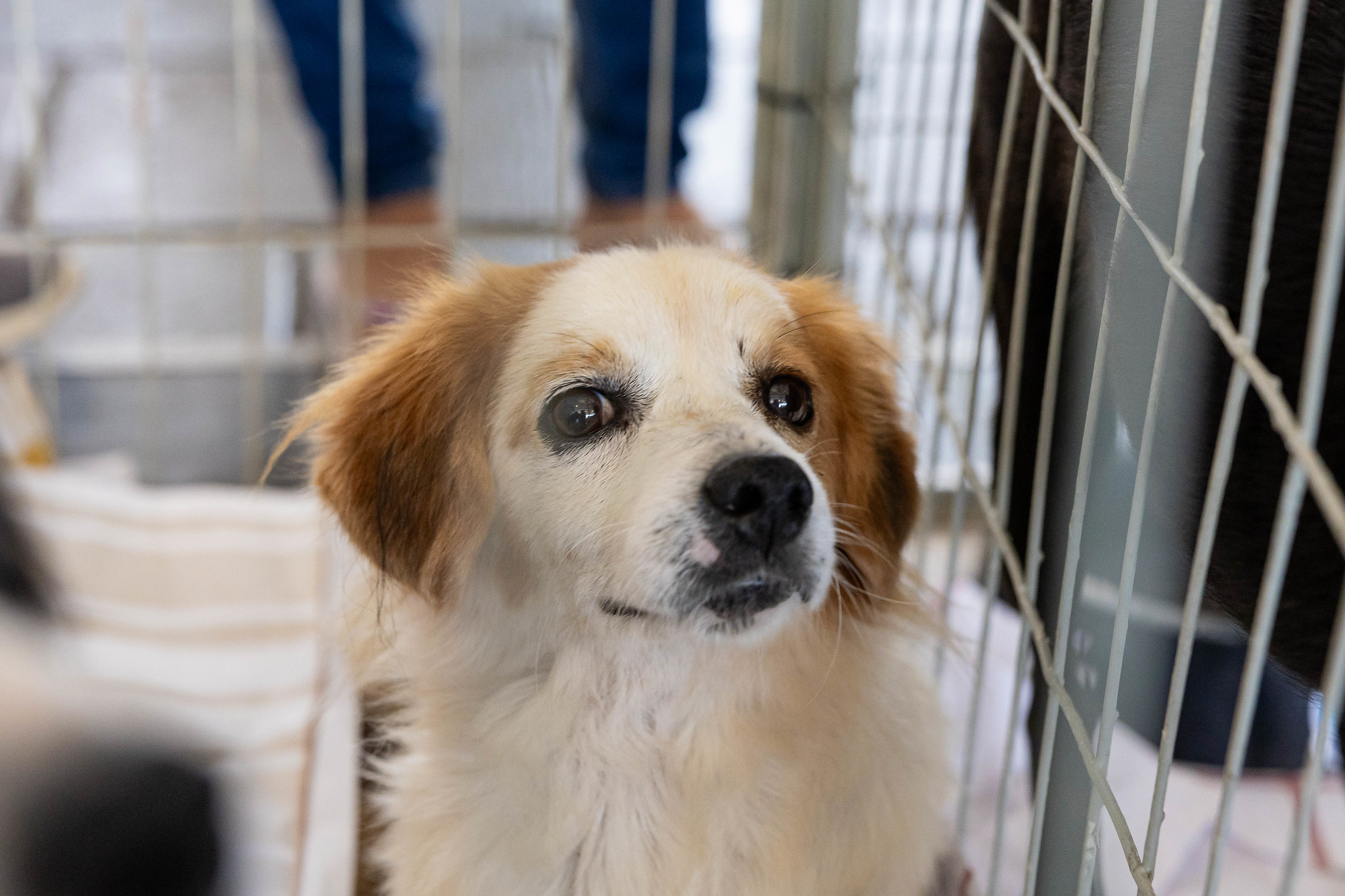 Feira de adoção de cães e gatos acontece no Ita Shopping Centro em 9 de maio