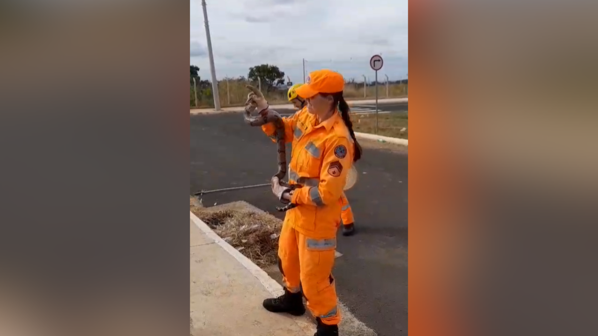 Vídeo: jiboia de mais de 1 m é resgatada após ficar presa em bueiro de MG