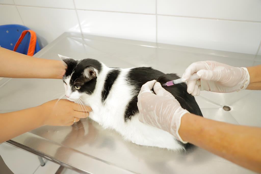 Confira a agenda de vacinação contra a raiva para cães e gatos no mês de junho