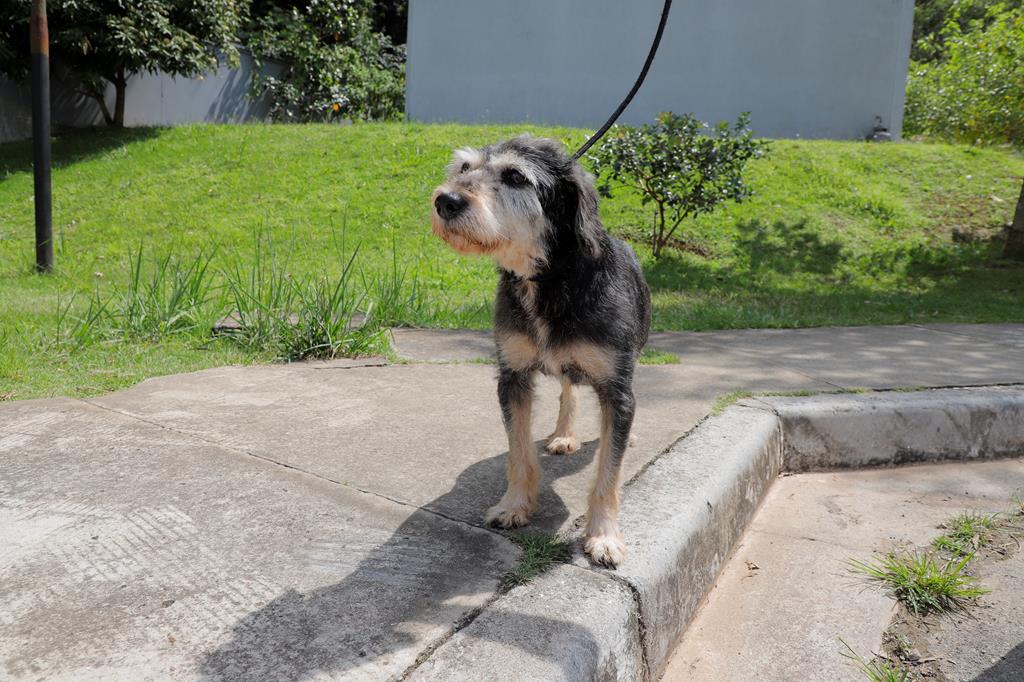 A partir de 1º de julho, Barueri promove 23 feiras para adoção de cães e gatos