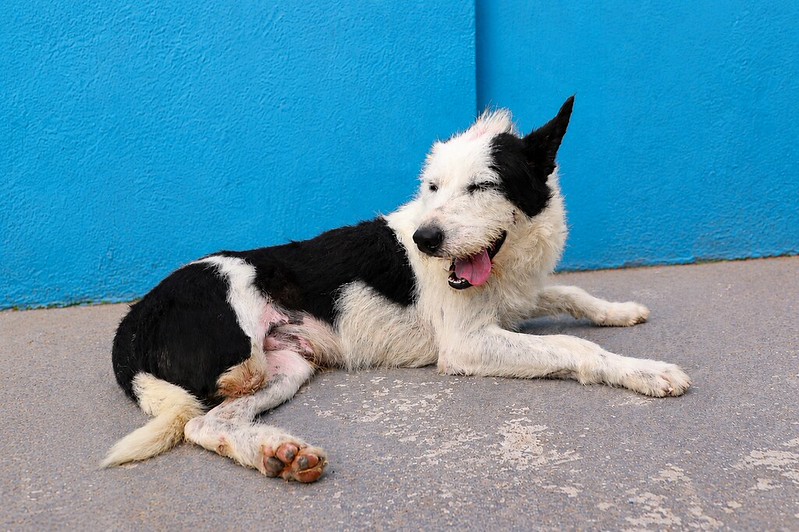 Site Adote um Pet garante novo lar para animais em Itapevi