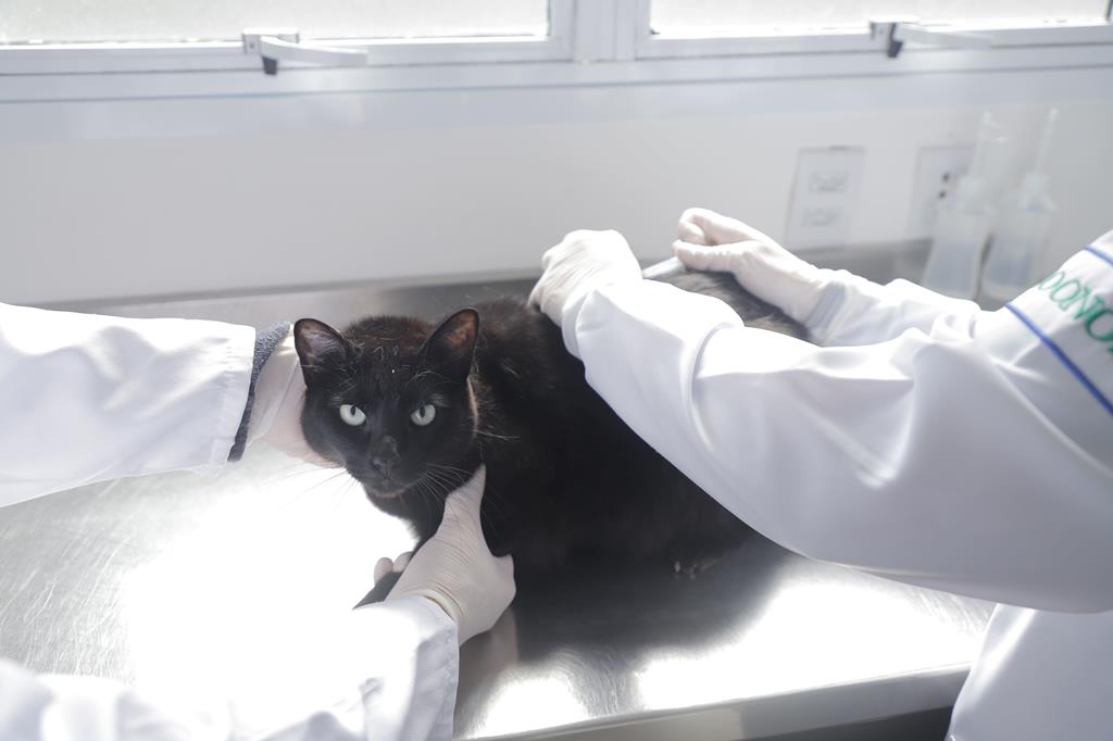 Julho Dourado reforça a importância da vacinação antirrábica gratuita para cães e gatos