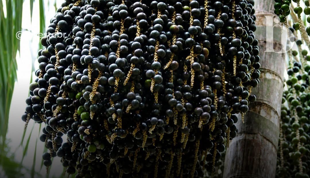 O açaí produzido por comunidades extrativistas do Amapá ganhou espaço em um dos maiores mercados consumidores do mundo