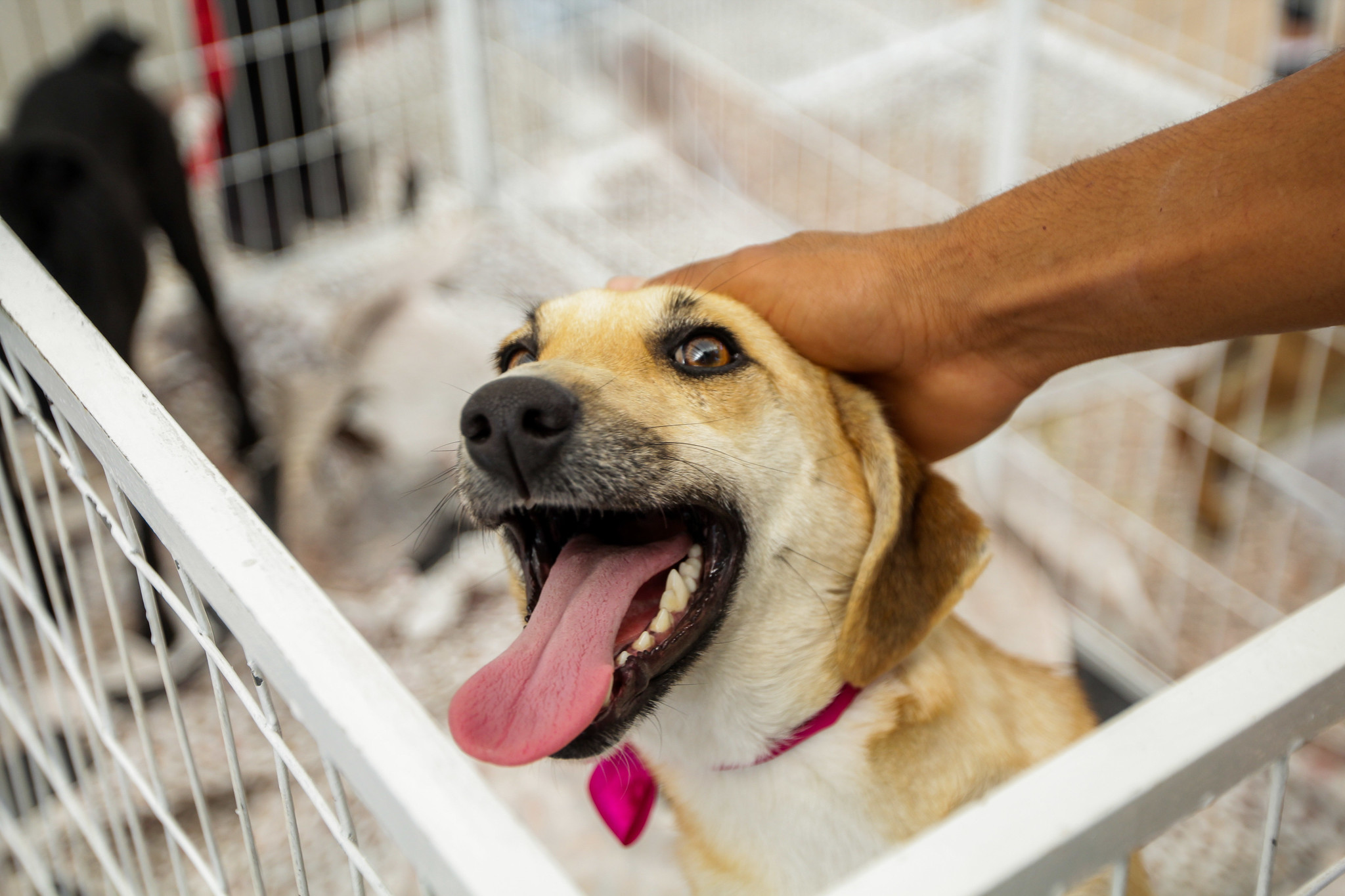 Prefeitura de Itapevi promove feira de adoção de cães e gatos neste sábado (18)