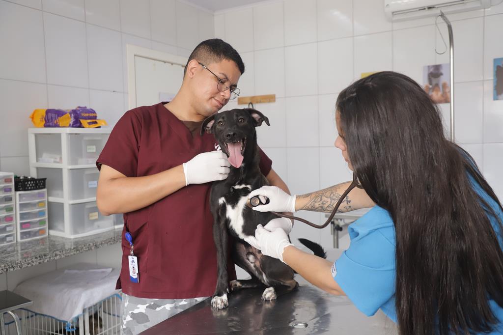 Prefeitura oferece atendimento veterinário gratuito neste sábado (22) para tutores do Jardim Belval