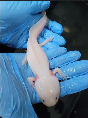 Cetas de Barueri recebe pela primeira vez salamandras da espécie Axolote