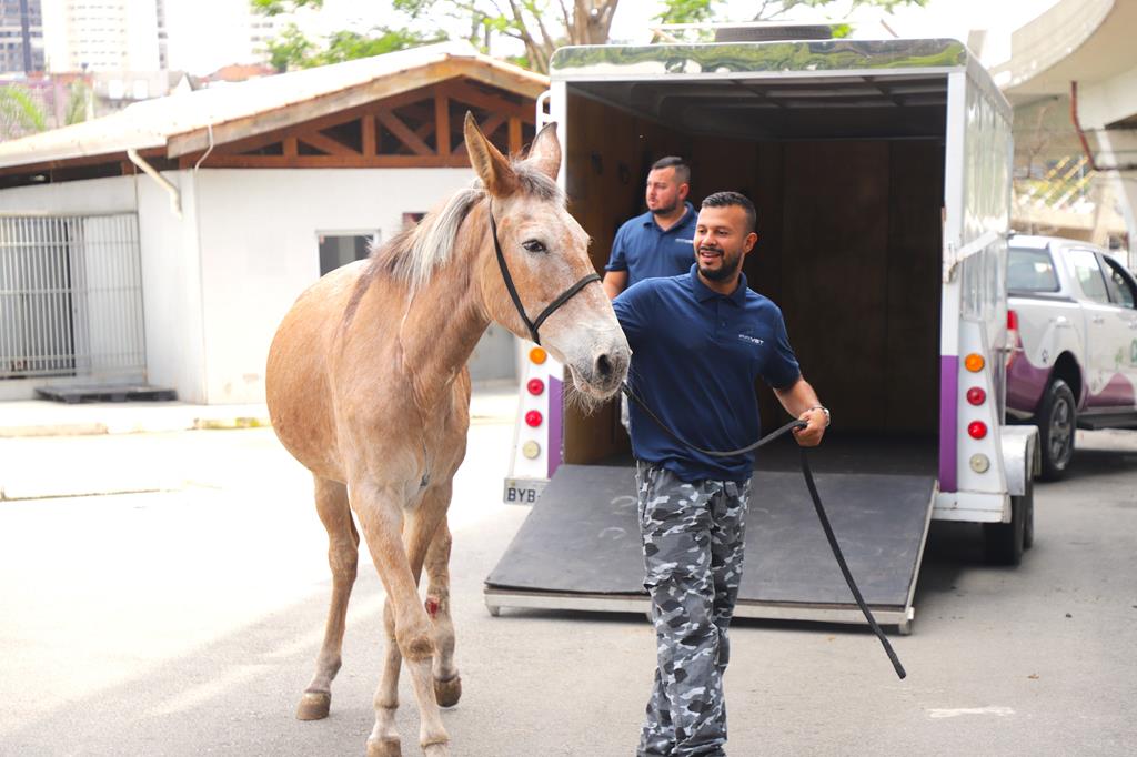 Animais em risco ganham atendimento e proteção em Barueri