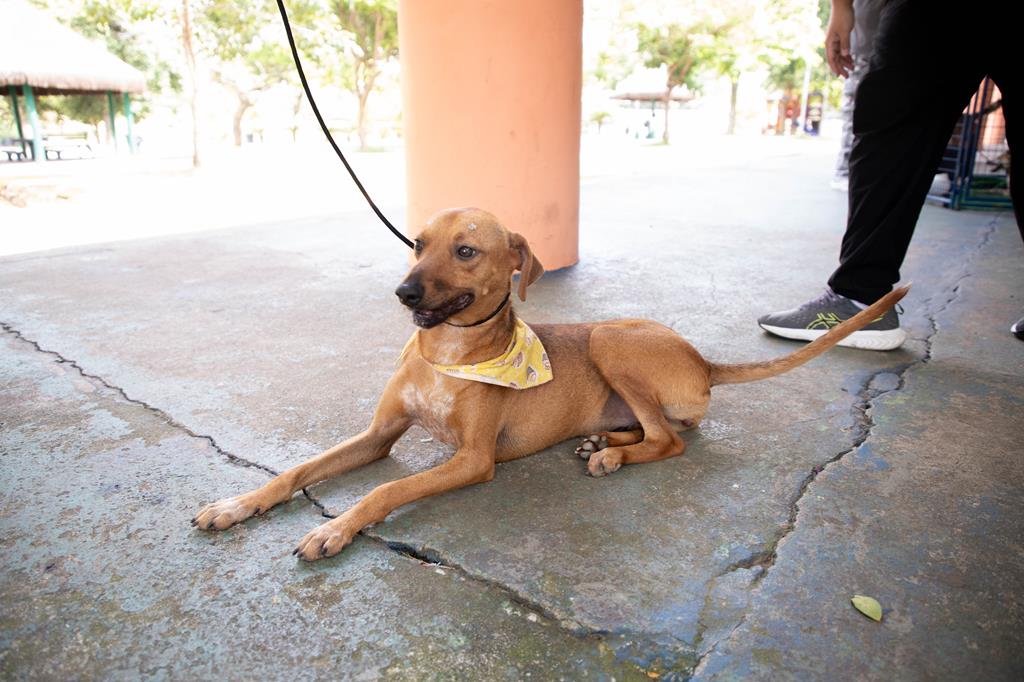 Feiras de adoção de pets começam nesta quinta-feira, dia 1º