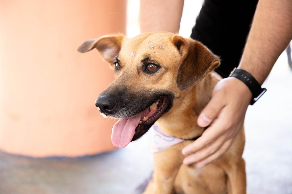 Feiras de adoção de pets de setembro acontecem a partir do dia 2 em Barueri e região