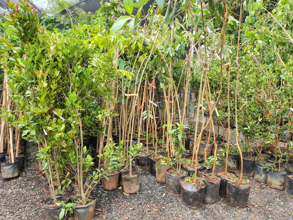 Sema recebe doação de 637 mudas para plantio em Barueri