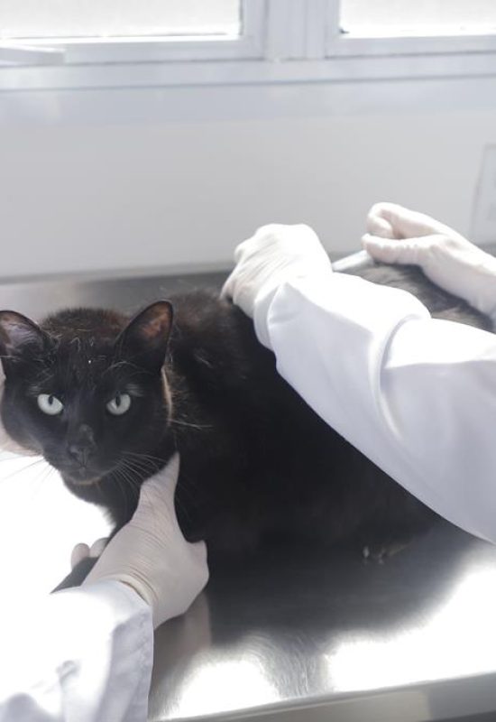 Julho Dourado reforça a importância da vacinação antirrábica gratuita para cães e gatos