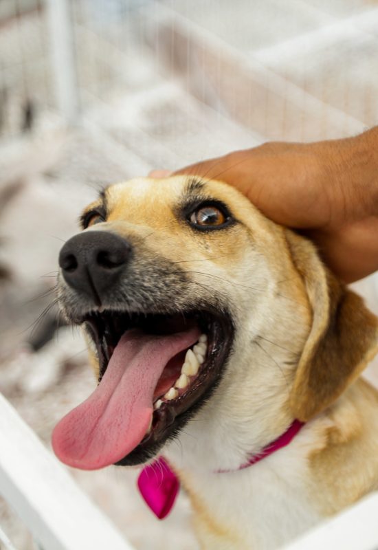 Prefeitura de Itapevi promove feira de adoção de cães e gatos neste sábado (18)