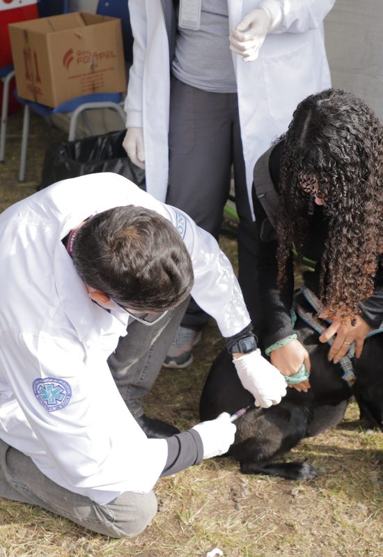 Sucesso! Barueri celebra edição do Dia Animal com mais de 2 mil atendimentos 
